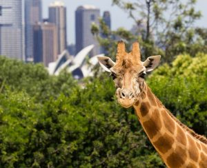 Taronga Zoo - Places to visit in Sydney Harbour