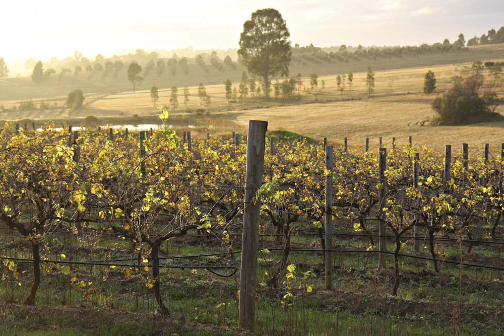 Best wineries near Sydney