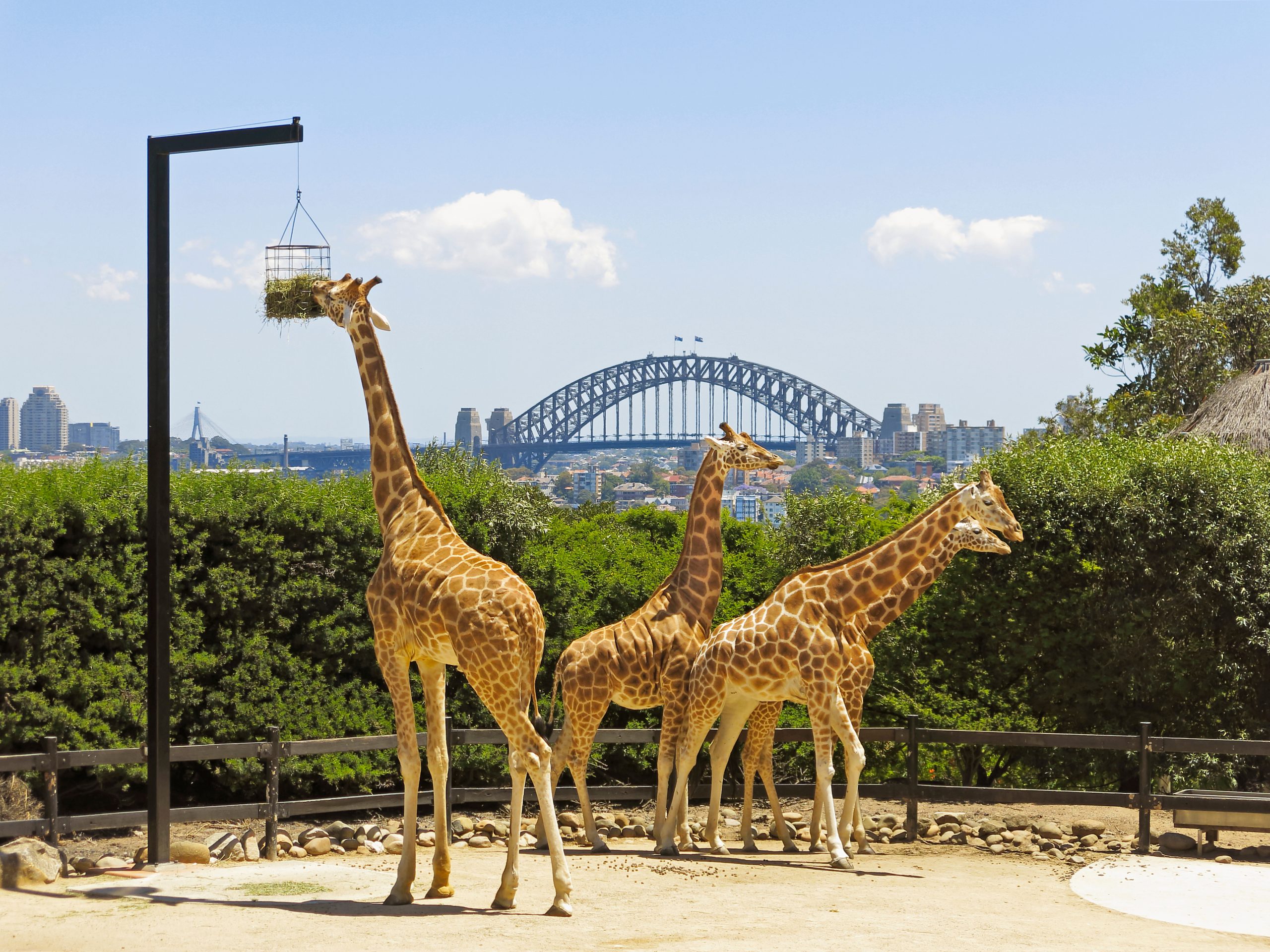 Things to do in Sydney