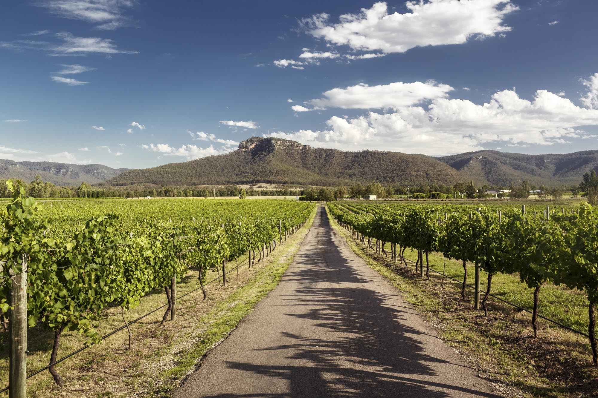 Wineries near Sydney